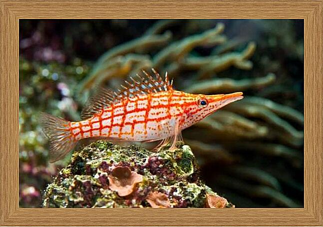 Картина - Кудрепер длиннорылый