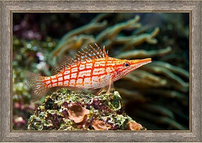 Картина - Кудрепер длиннорылый