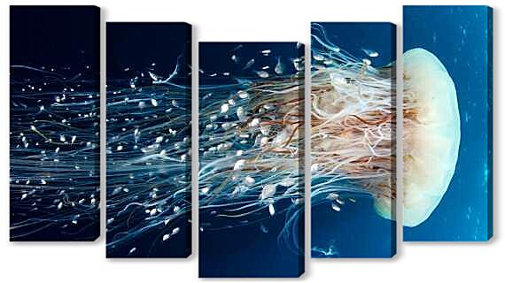 Модульная картина - Медуза цианея