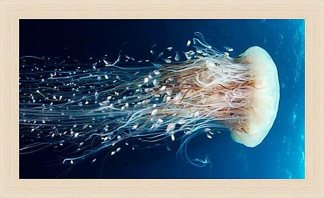 Картина - Медуза цианея