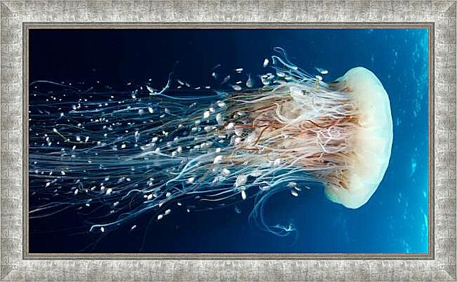 Картина - Медуза цианея