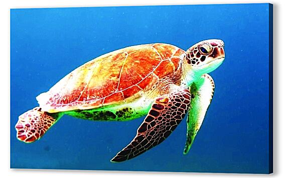 Постер (плакат) - Морская черепаха