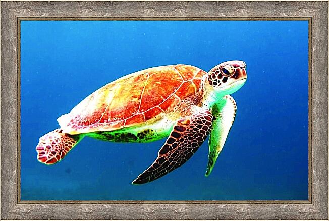 Картина - Морская черепаха