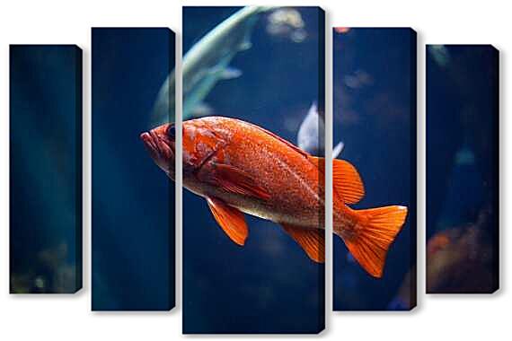 Модульная картина - Морской окунь