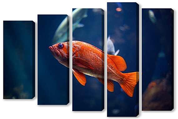 Модульная картина - Морской окунь