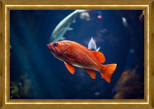 Картина - Морской окунь