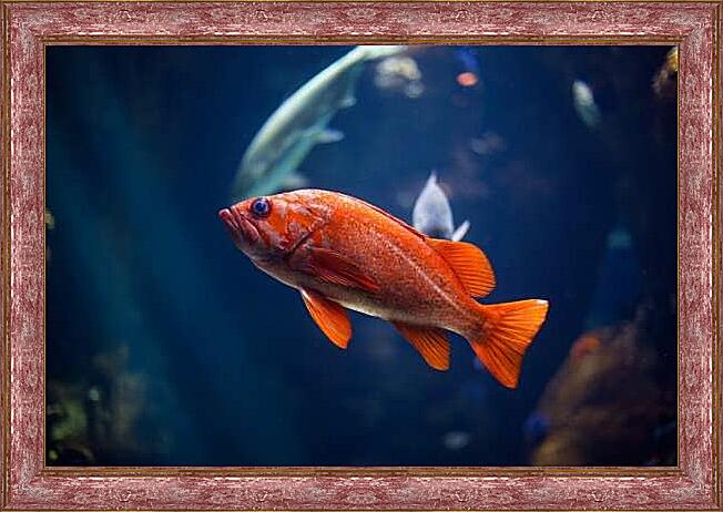 Картина - Морской окунь