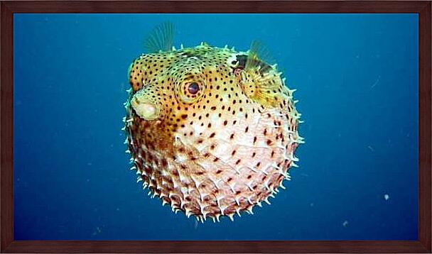 Картина - Рыба ёж Фугу
