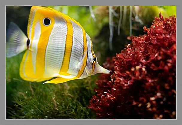 Картина - Рыба-бабочка