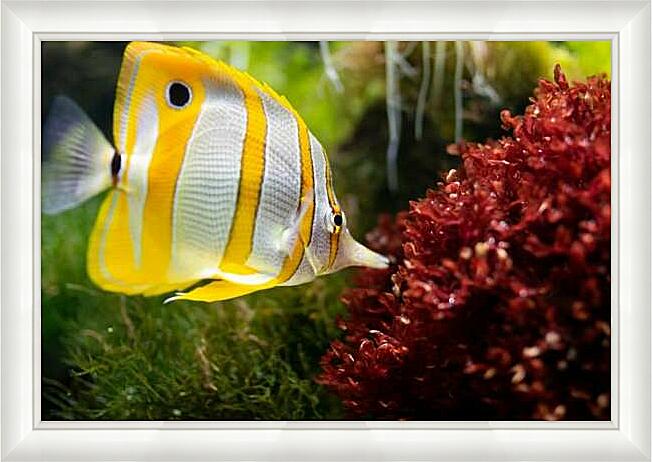 Картина - Рыба-бабочка