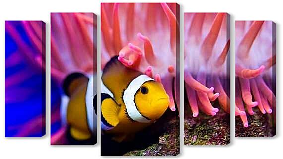 Модульная картина - Рыба-клоун