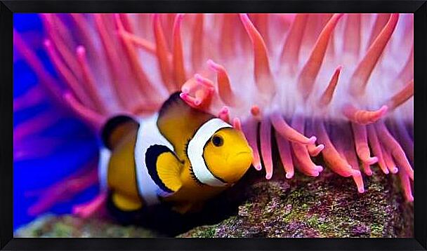 Картина - Рыба-клоун