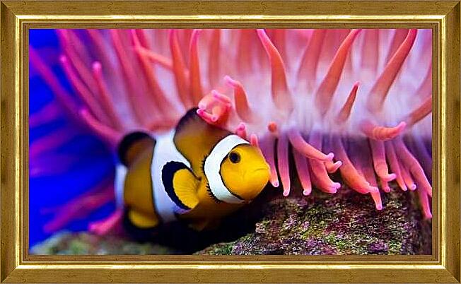 Картина - Рыба-клоун