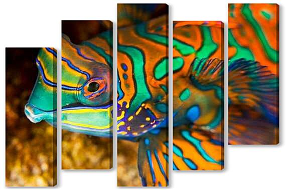 Модульная картина - Рыбка мандаринка