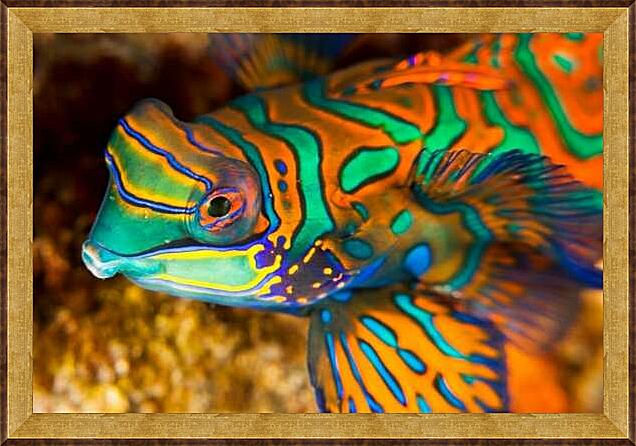 Картина - Рыбка мандаринка