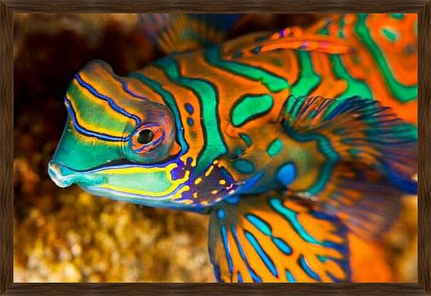 Картина - Рыбка мандаринка