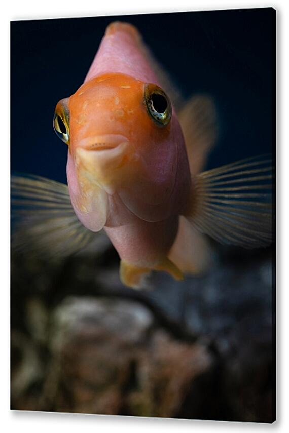 Постер (плакат) - Рыбка