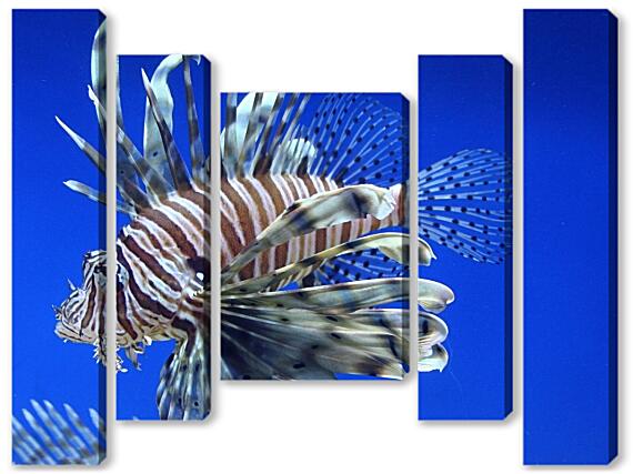 Модульная картина - Тигровая крылатка рыба