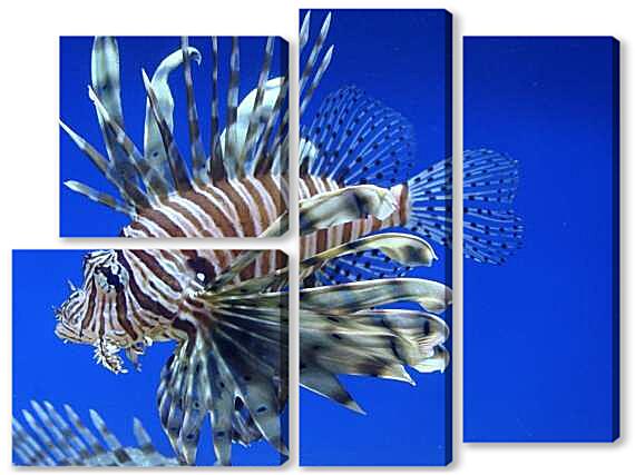 Модульная картина - Тигровая крылатка рыба