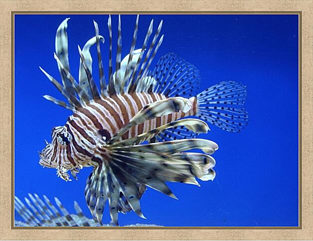 Картина - Тигровая крылатка рыба