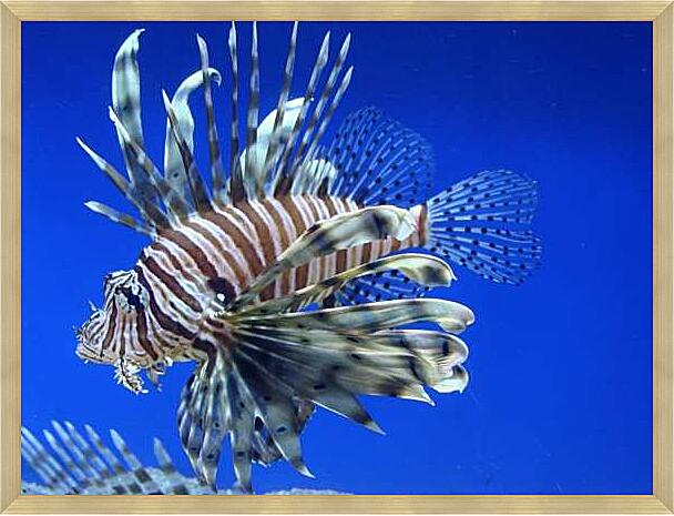 Картина - Тигровая крылатка рыба