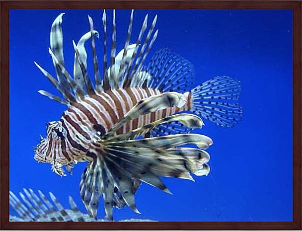 Картина - Тигровая крылатка рыба