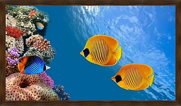 Картина - Тропические рыбки