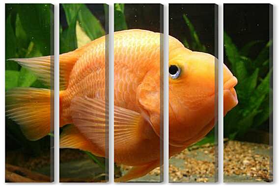 Модульная картина - Цихлида попугай