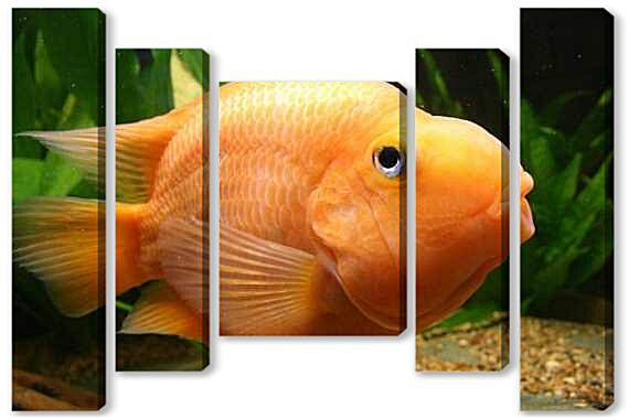 Модульная картина - Цихлида попугай