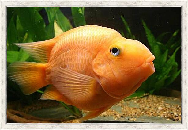 Картина - Цихлида попугай