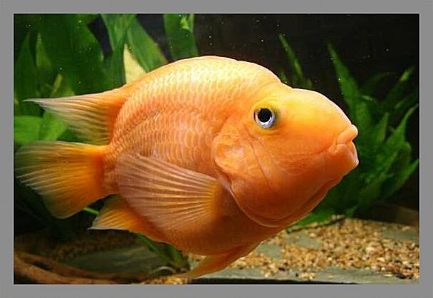 Картина - Цихлида попугай