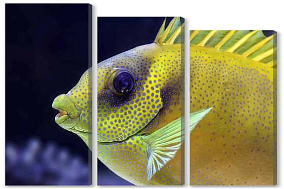 Модульная картина - Экзотические рыбки