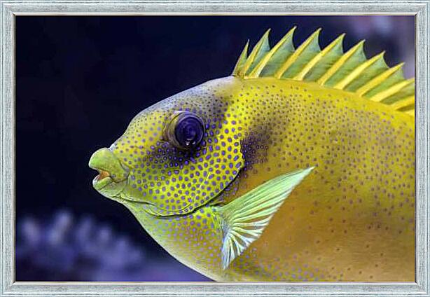 Картина - Экзотические рыбки