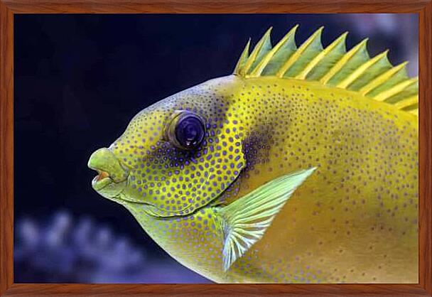 Картина - Экзотические рыбки