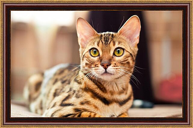 Картина - Бенгальская кошка
