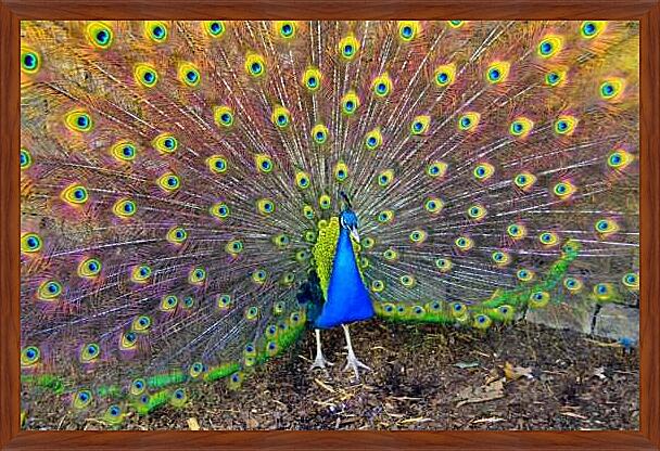 Картина - Обыкновенный павлин