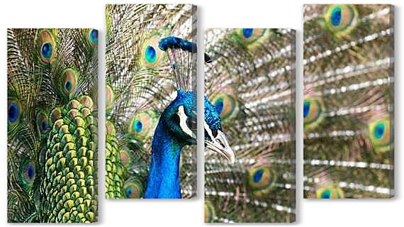 Модульная картина - Птица павлин