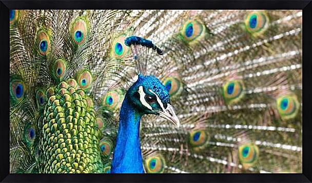 Картина - Птица павлин