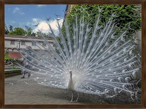 Картина - Белый павлин