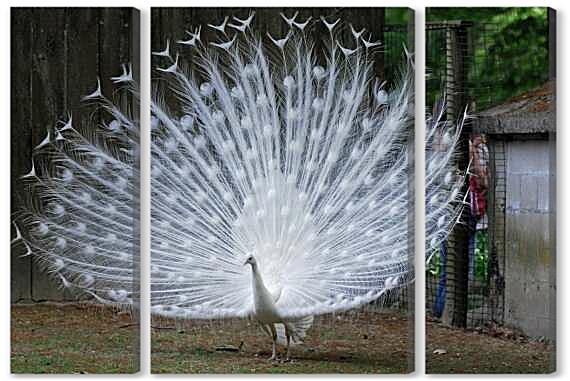 Модульная картина - Павлин альбинос