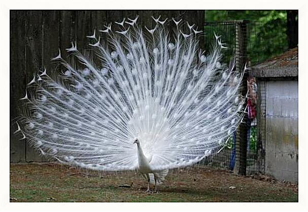 Картина - Павлин альбинос