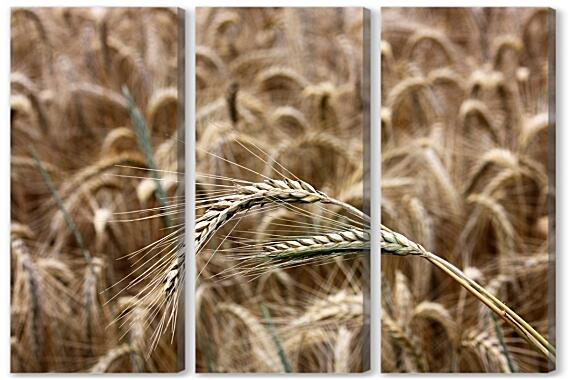 Модульная картина - Поле пшеницы