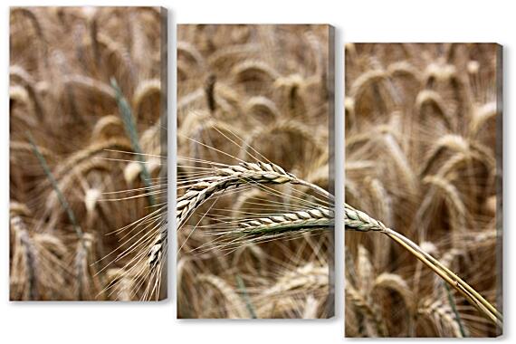 Модульная картина - Поле пшеницы