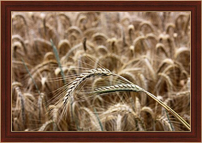 Картина - Поле пшеницы