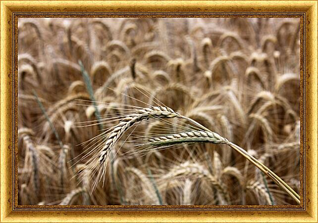 Картина - Поле пшеницы