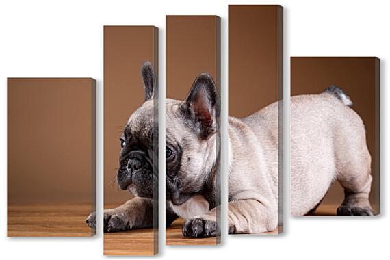 Модульная картина - Французский бульдог собака