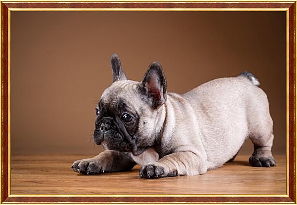 Картина - Французский бульдог собака