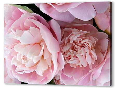 Розовые пионы