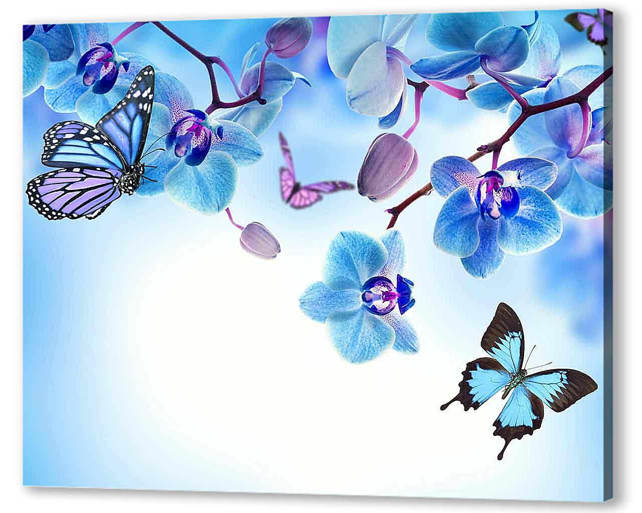 Постер (плакат) - Бабочки и голубые орхидеи
