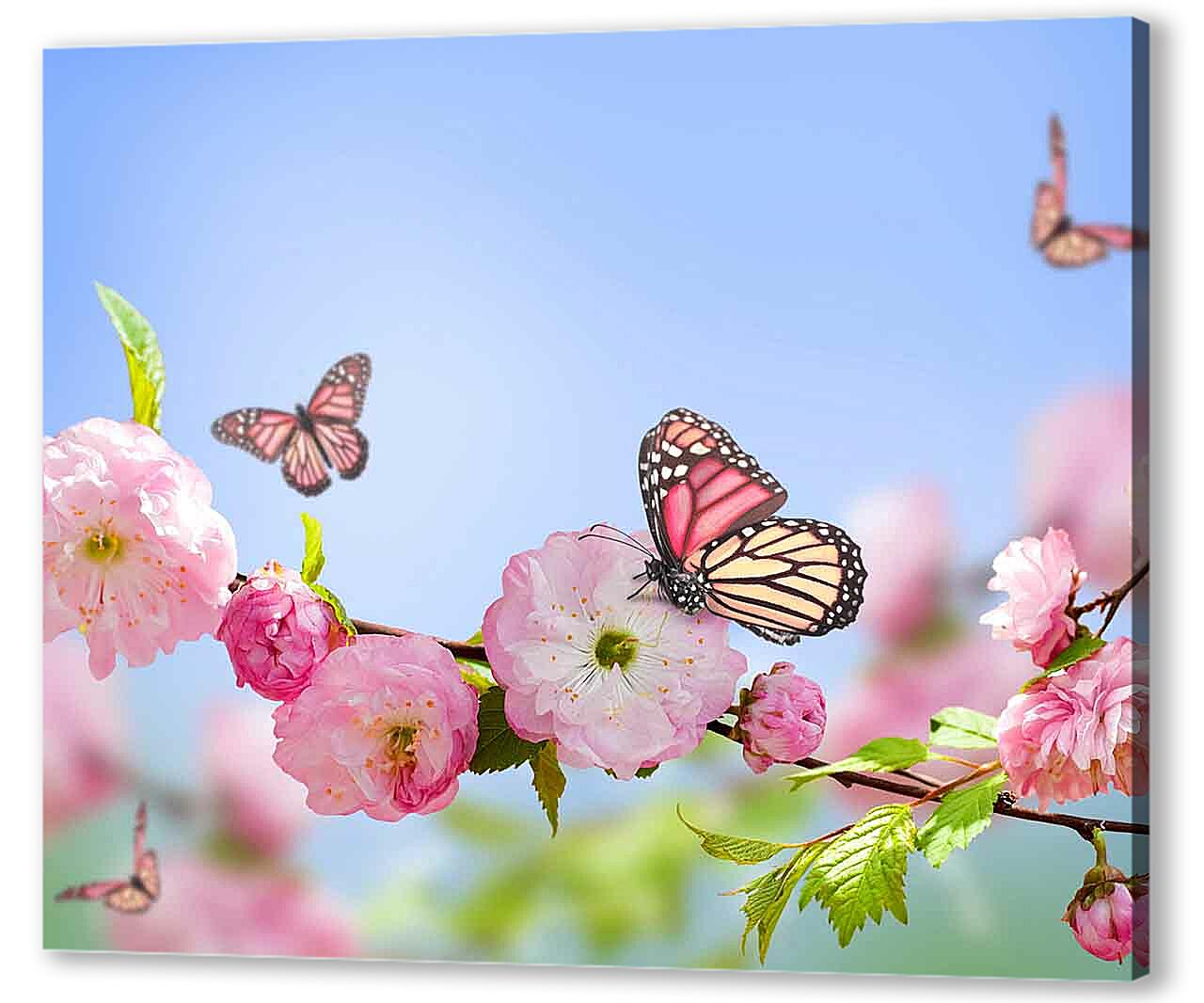Бабочки и розовые цветы 
